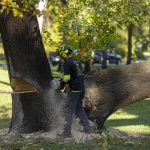 Expert Tree Removal for Springfield Homeowners
