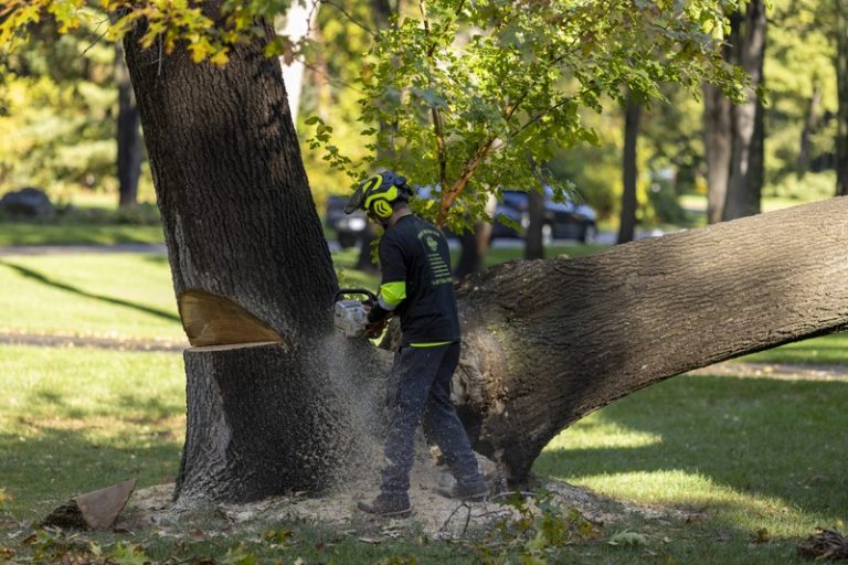 Expert Tree Removal for Springfield Homeowners