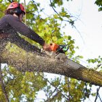 Affordable Tree Service in Shelton for Residential Properties