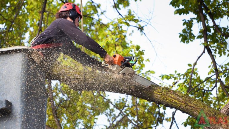 Affordable Tree Service in Shelton for Residential Properties