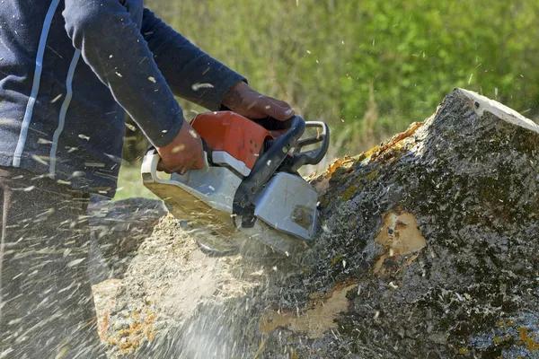 Experienced Tree Service South Lake Tahoe You Can Trust Codys Tree Service