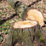 Local Experts Offering Reliable Tree Cutting Service