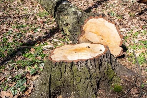 Local Experts Offering Reliable Tree Cutting Service
