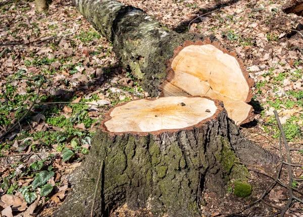 Local Experts Offering Reliable Tree Cutting Service