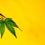 Premium Edibles Made for Quality and Flavor