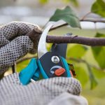 Madison Tree Pruning Experts for Healthier Trees Year-Round