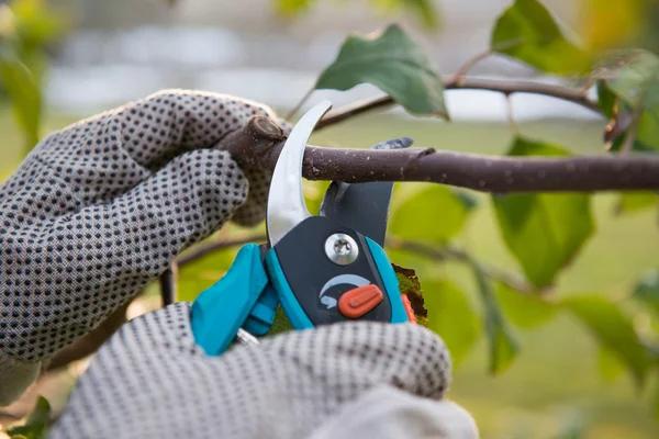 Madison Tree Pruning Experts for Healthier Trees Year-Round